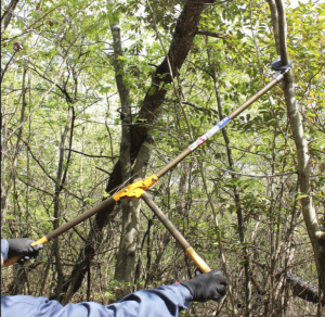 Японский профессиональный сучкорез Nishikagi N-155